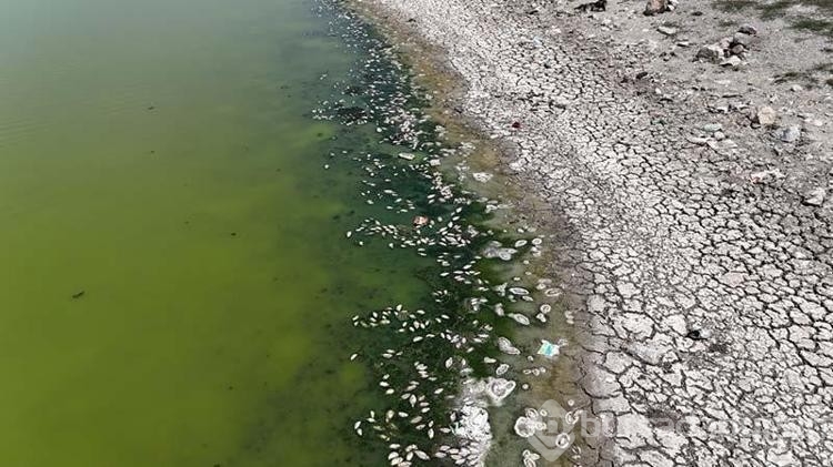 Kızılca Göletin'de sular çekildi! Ölen balıklar kıyıya vurdu