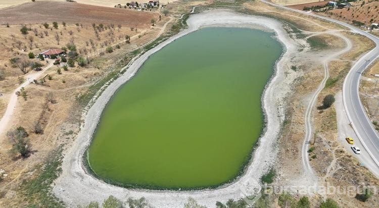 Kızılca Göletin'de sular çekildi! Ölen balıklar kıyıya vurdu