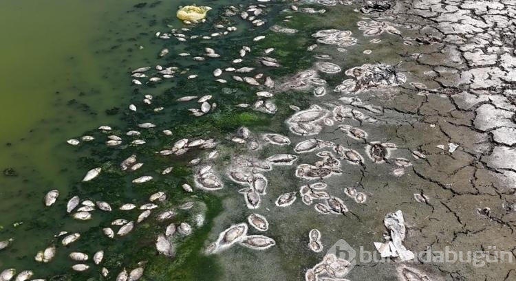 Kızılca Göletin'de sular çekildi! Ölen balıklar kıyıya vurdu
