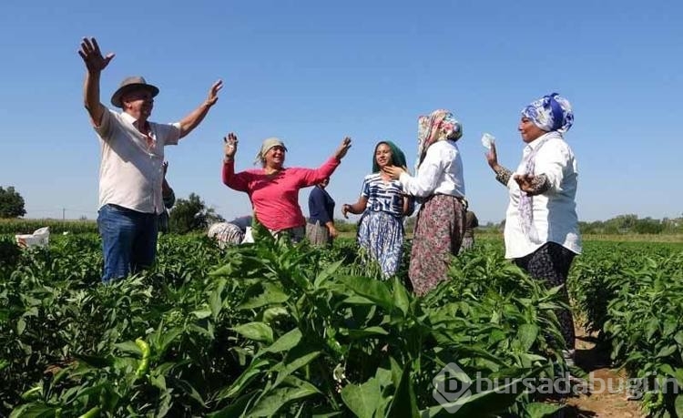 Edirne'de acı biberin hasadı oyun havaları eşliğinde başladı 