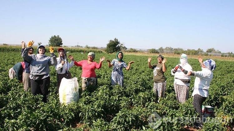 Edirne'de acı biberin hasadı oyun havaları eşliğinde başladı 