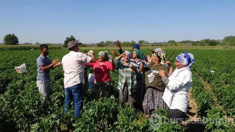 Edirne'de acı biberin hasadı oyun havaları eşliğinde başladı 