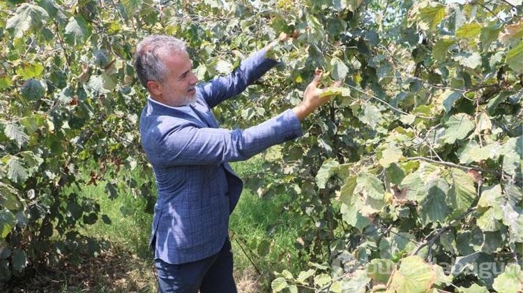 YRP'li Kılıç Fındığın kilosu 250 TL üzerinde olmalıdır dedi!