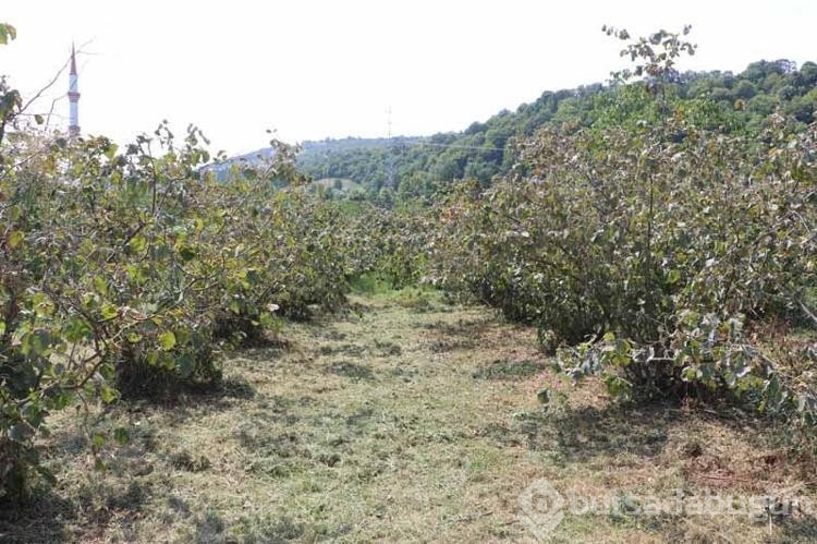 YRP'li Kılıç Fındığın kilosu 250 TL üzerinde olmalıdır dedi!