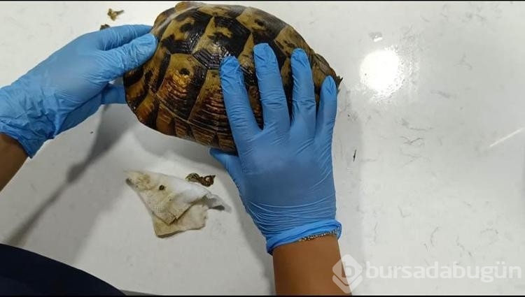 Yangında sadece ağaçlar değil hayvanlarda zarar gördü