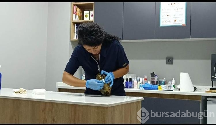 Yangında sadece ağaçlar değil hayvanlarda zarar gördü