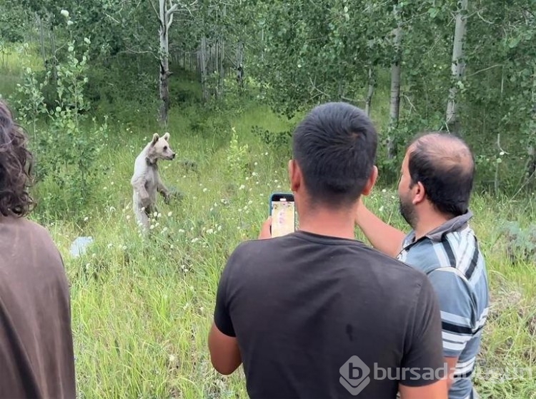 Ayıları elle besleyenlere uyarı!