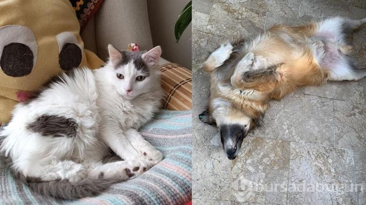 Kedi veya köpek tüyünden insan ölmez !