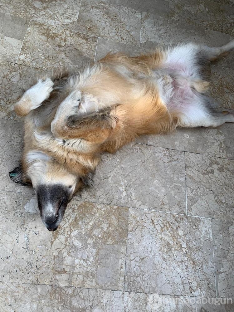 Kedi veya köpek tüyünden insan ölmez !