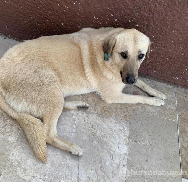 Kedi veya köpek tüyünden insan ölmez !