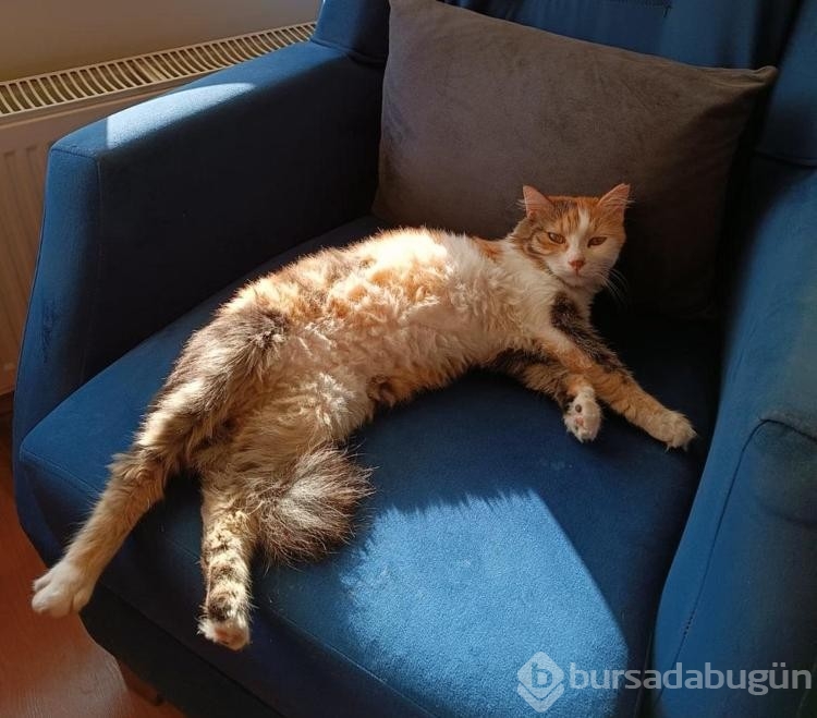 Kedi veya köpek tüyünden insan ölmez !
