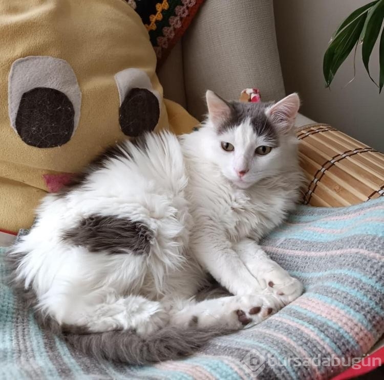 Kedi veya köpek tüyünden insan ölmez !
