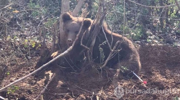 Yavru ayılar köy yoluna indi