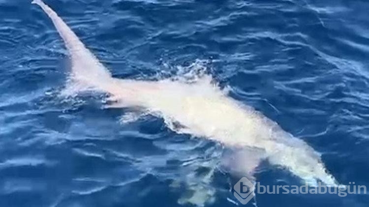 Çanakkale balıkçıların oltasına köpek balığı takıldı