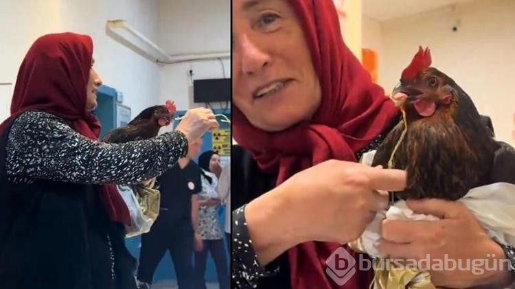 Horozunun boğazına iğne kaçtı! Röntgen çekilmesini istedi