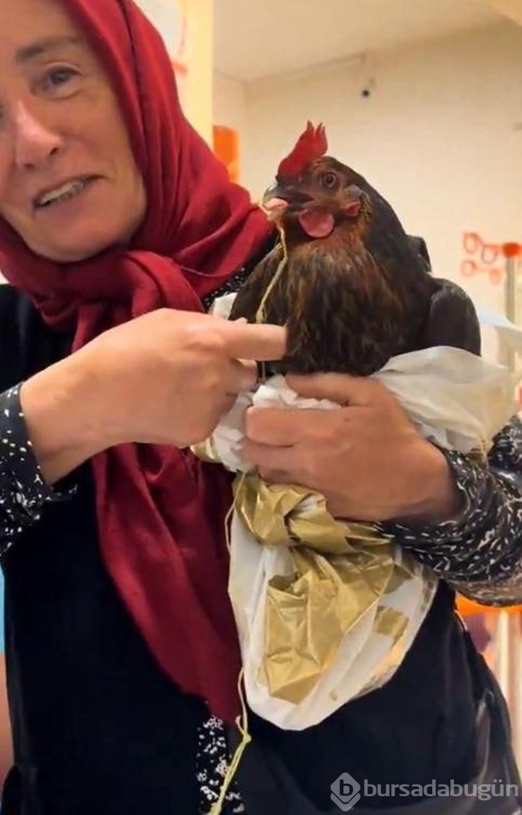Horozunun boğazına iğne kaçtı! Röntgen çekilmesini istedi