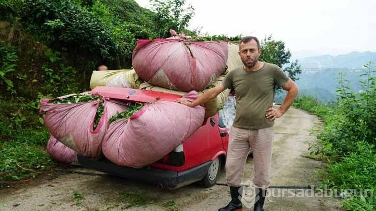 Çay naklinde otomobil kamyonet oldu