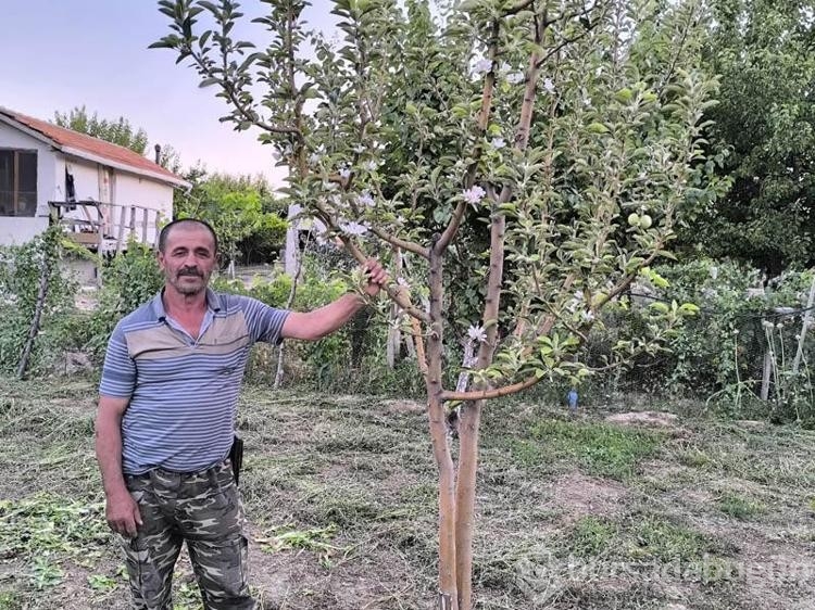 Ağustos ayında elma ağacı çiçek açtı