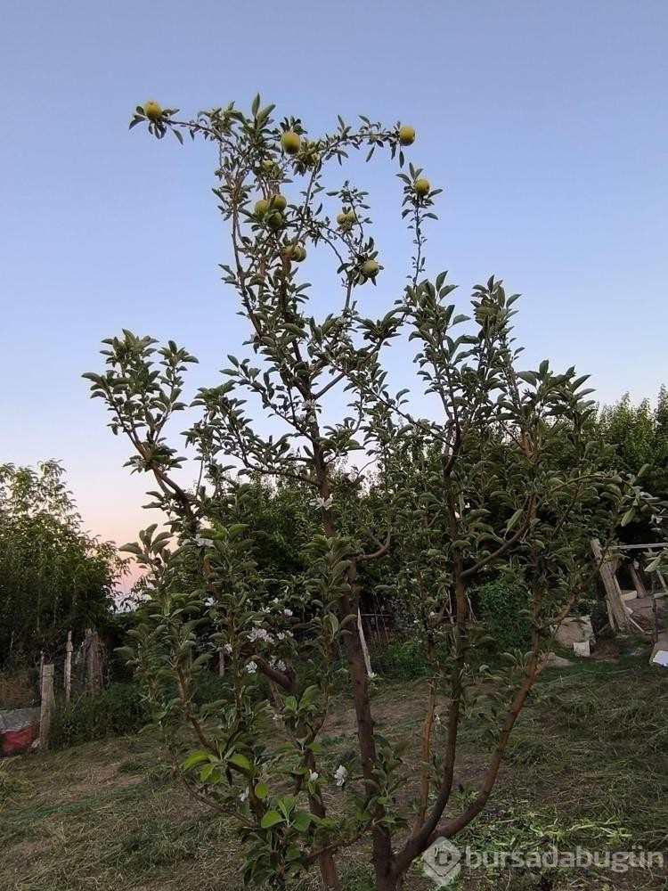 Ağustos ayında elma ağacı çiçek açtı