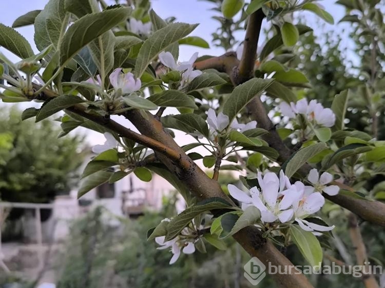 Ağustos ayında elma ağacı çiçek açtı