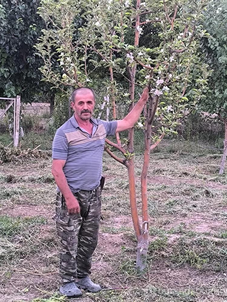 Ağustos ayında elma ağacı çiçek açtı
