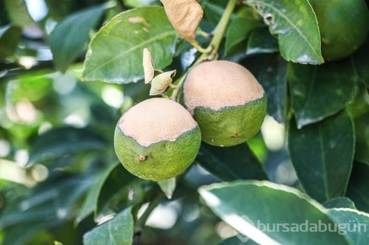 Adana'da aşırı sıcaklar ve poyraz limonu yaktı