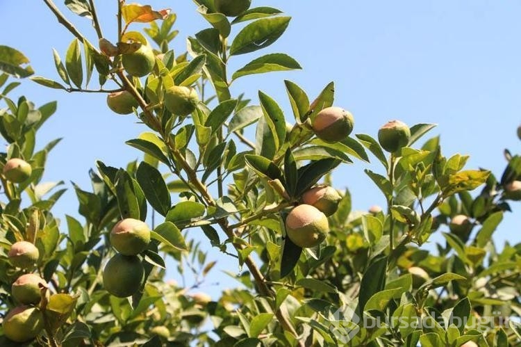Adana'da aşırı sıcaklar ve poyraz limonu yaktı