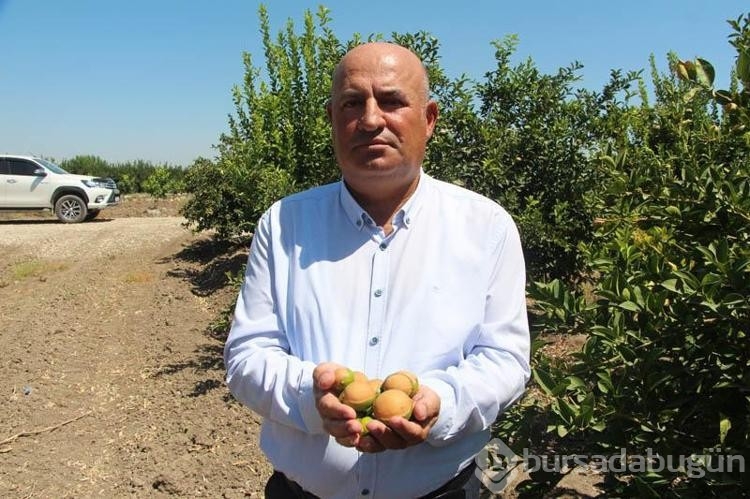 Adana'da aşırı sıcaklar ve poyraz limonu yaktı