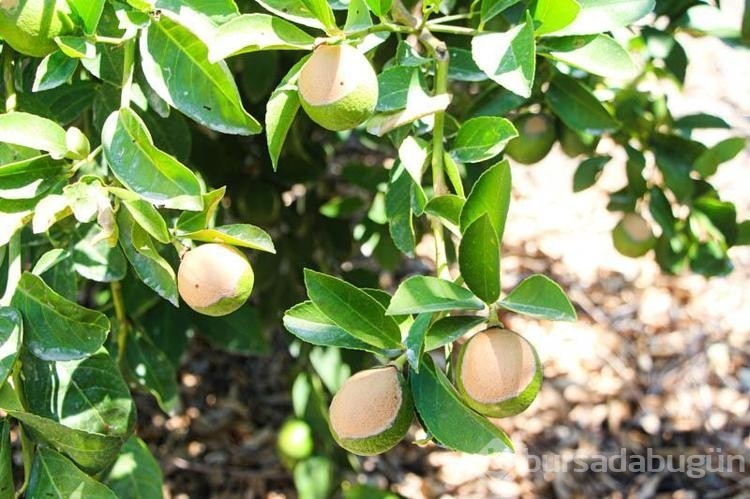 Adana'da aşırı sıcaklar ve poyraz limonu yaktı
