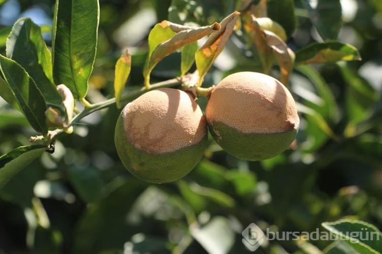 Adana'da aşırı sıcaklar ve poyraz limonu yaktı