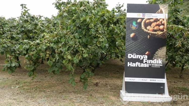 Trabzon'da 'Dünya Fındık Haftası' etkinliği