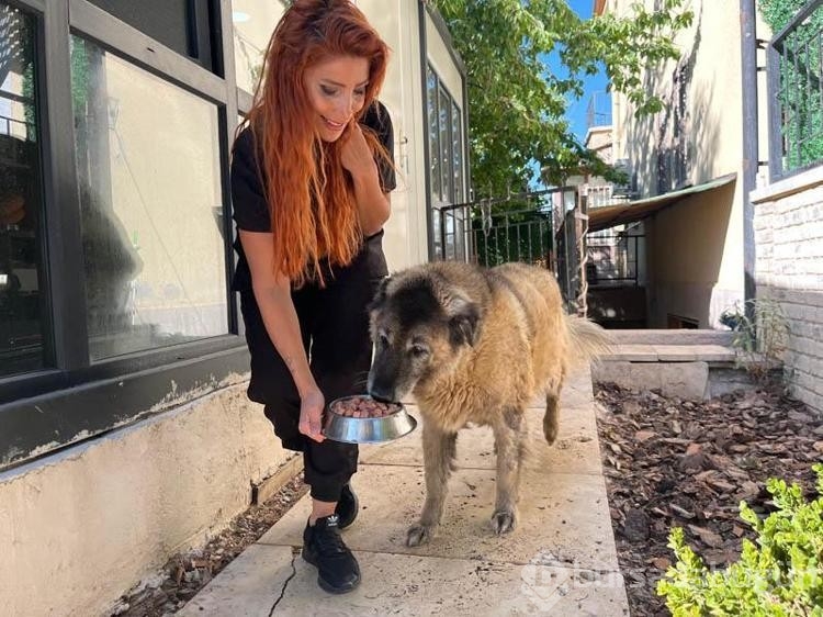 Obez köpek 6 ayda 20 kilo verdi