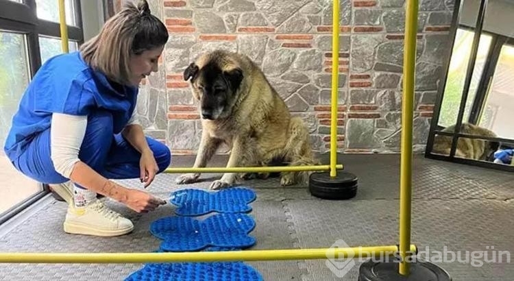 Obez köpek 6 ayda 20 kilo verdi