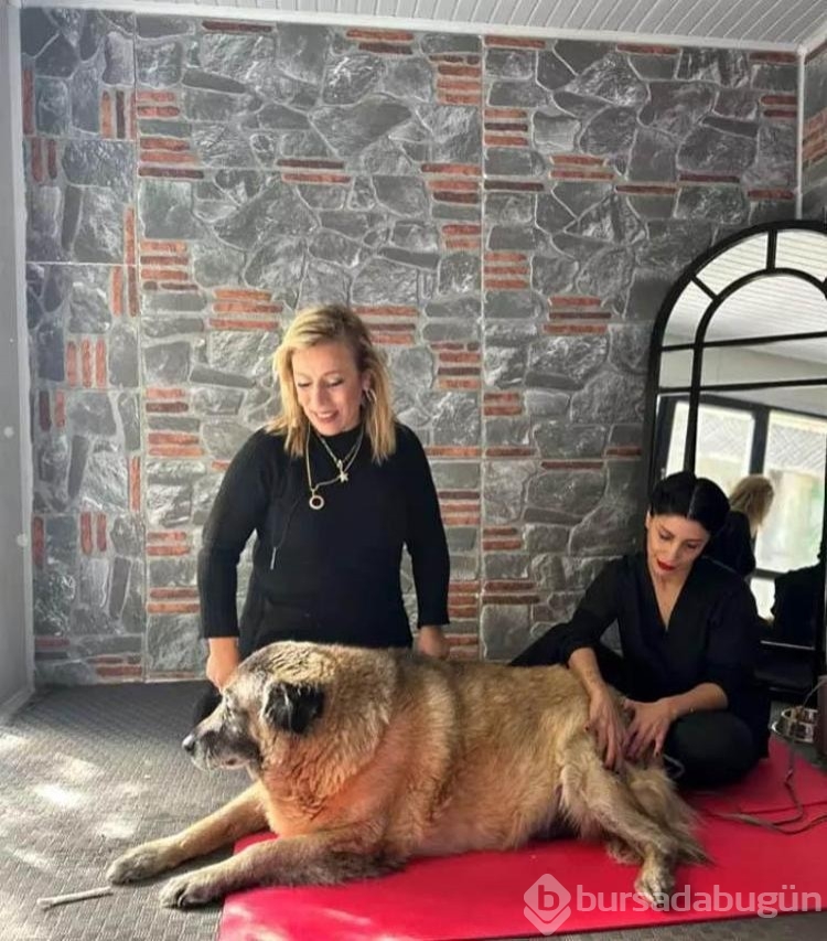 Obez köpek 6 ayda 20 kilo verdi