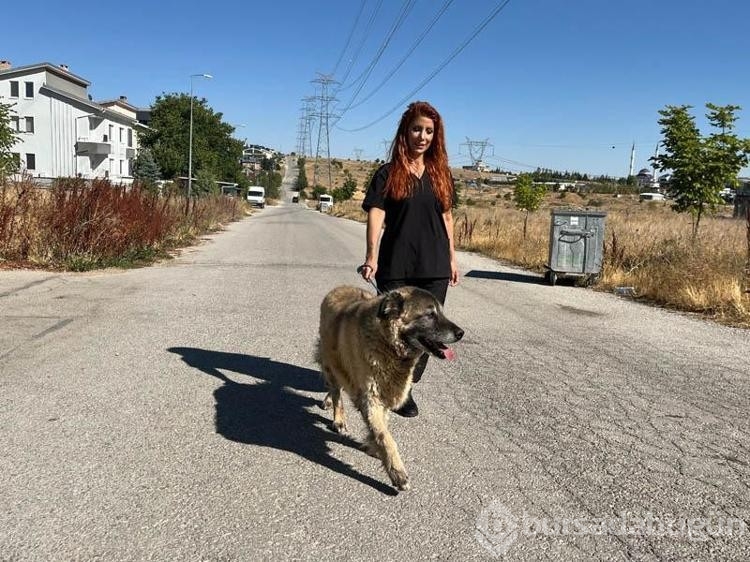 Obez köpek 6 ayda 20 kilo verdi