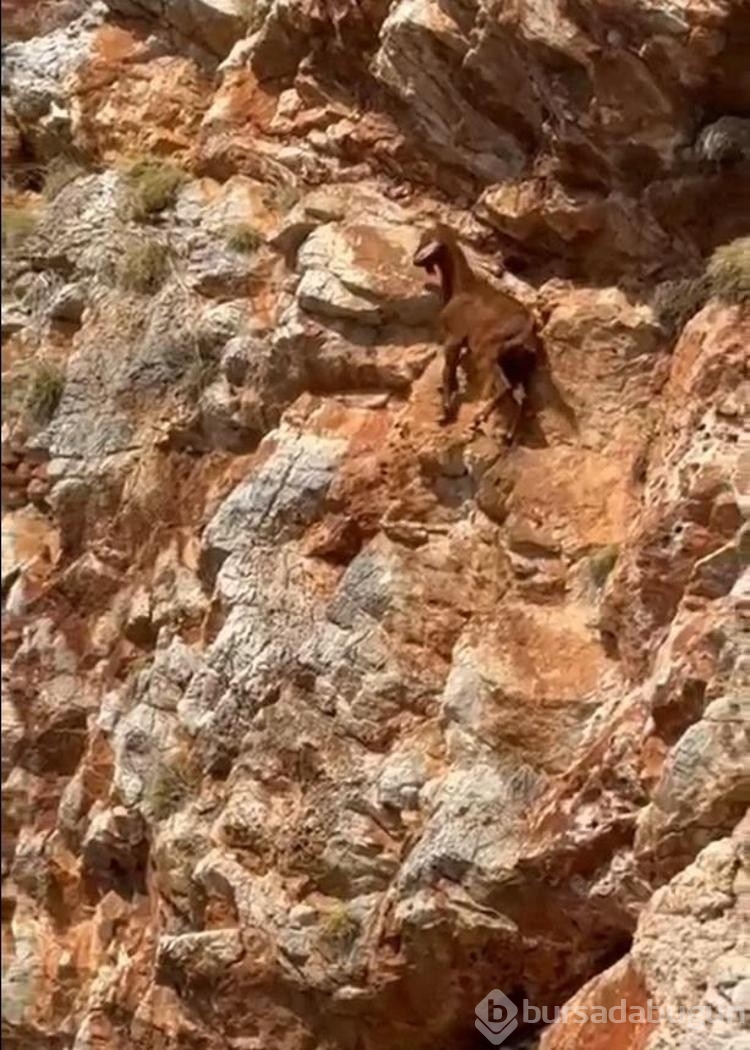 3 gündür kayalıkta mahsur olan keçiyi tekneciler kurtardı