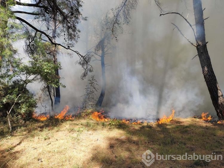 Çanakkale'de orman yangını