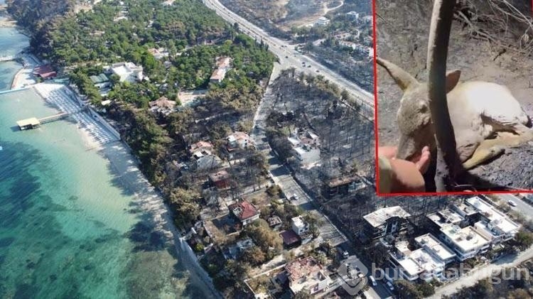 Çıkan orman yangınları nedeniyle korunmasız hale gelen yaban hayvanları için av yasağı isteği