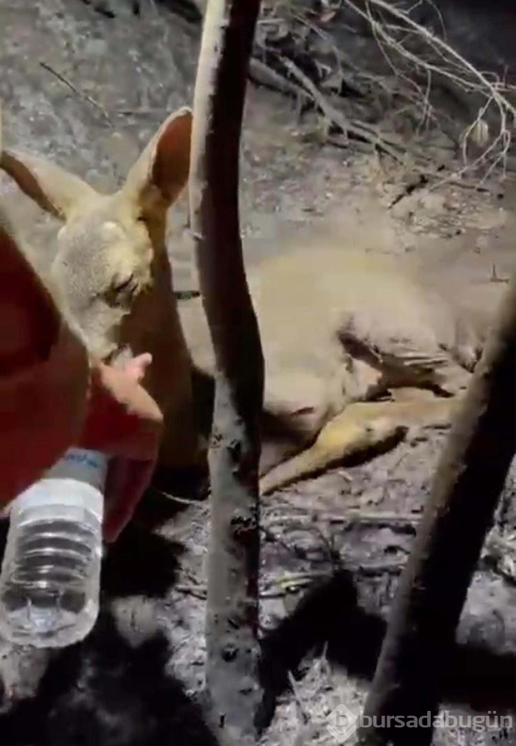 Çıkan orman yangınları nedeniyle korunmasız hale gelen yaban hayvanları için av yasağı isteği