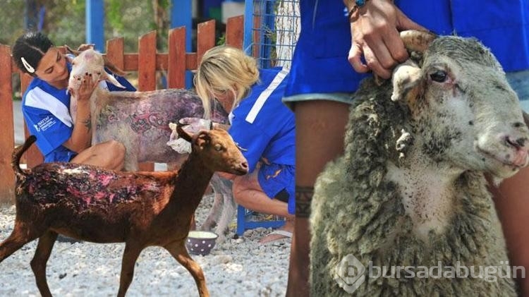 Orman yangınlarından kurtarılan 2 kuzu ile 13 koyun, Emekli Hayvanlar Çiftliği'nde!