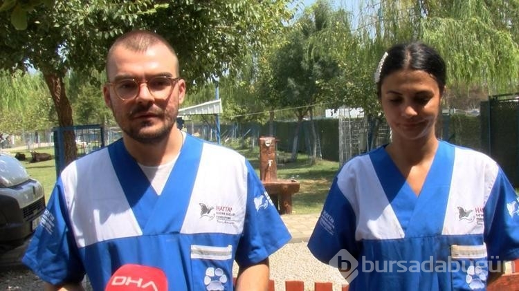 Orman yangınlarından kurtarılan 2 kuzu ile 13 koyun, Emekli Hayvanlar Çiftliği'nde!