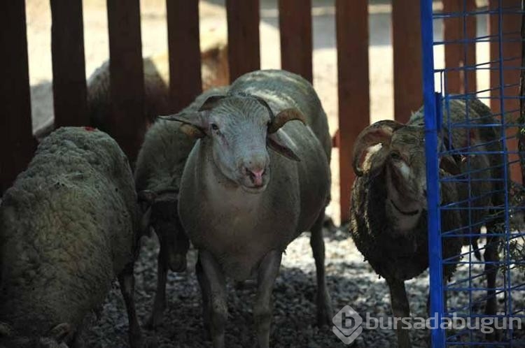 Orman yangınlarından kurtarılan 2 kuzu ile 13 koyun, Emekli Hayvanlar Çiftliği'nde!