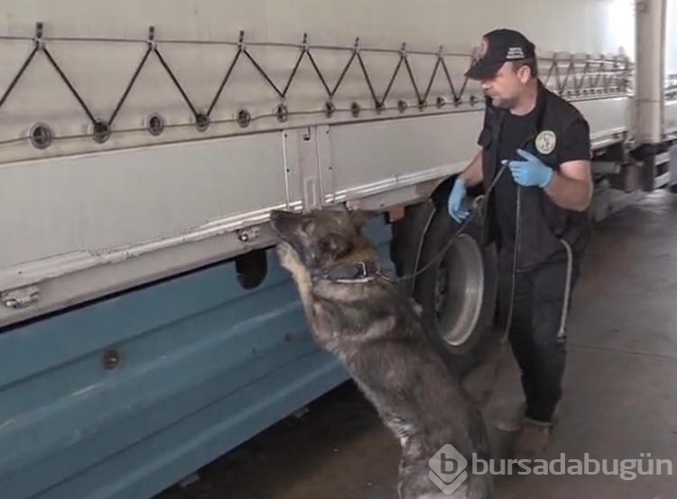 Kapıkule'de 245 kilo esrarı Füge buldu