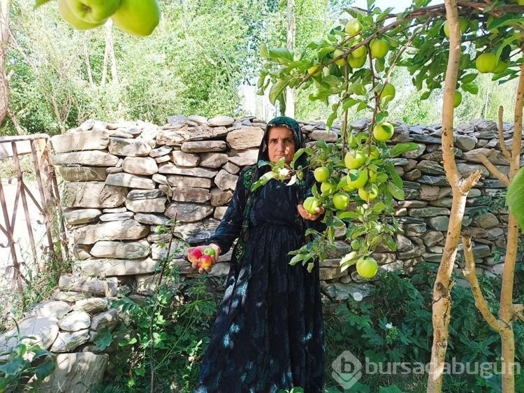 Yüksekova'da ekşi elma mesaisi