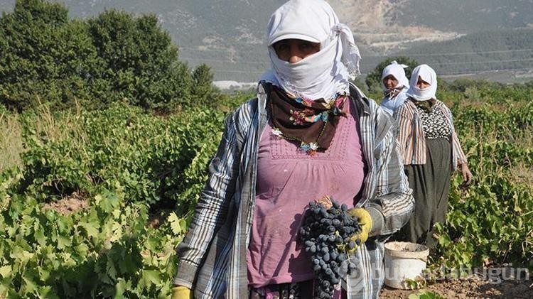 Üzüm hasadı rekolte kaybıyla başladı