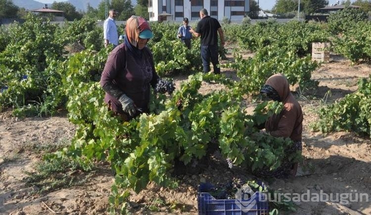 Üzüm hasadı rekolte kaybıyla başladı