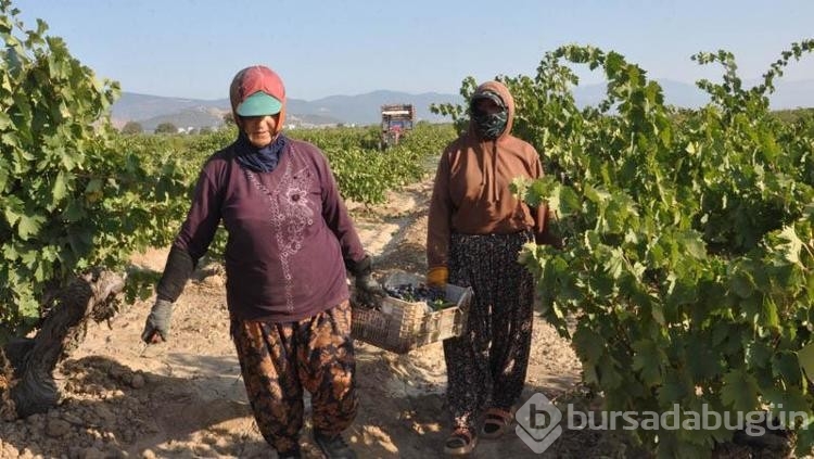 Üzüm hasadı rekolte kaybıyla başladı