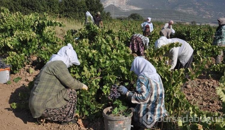Üzüm hasadı rekolte kaybıyla başladı