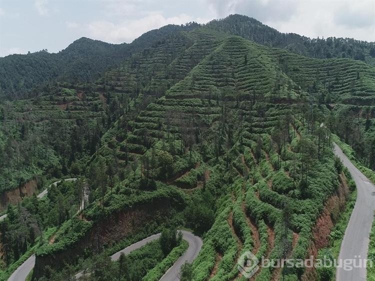 Yanan ormanların yeşertilmesinde ekolojik denge uyarısı