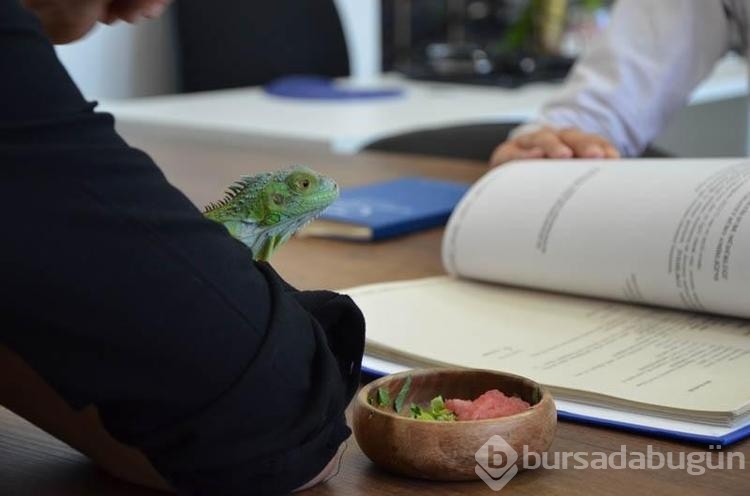 İguana hukuk bürosunda maskot oldu